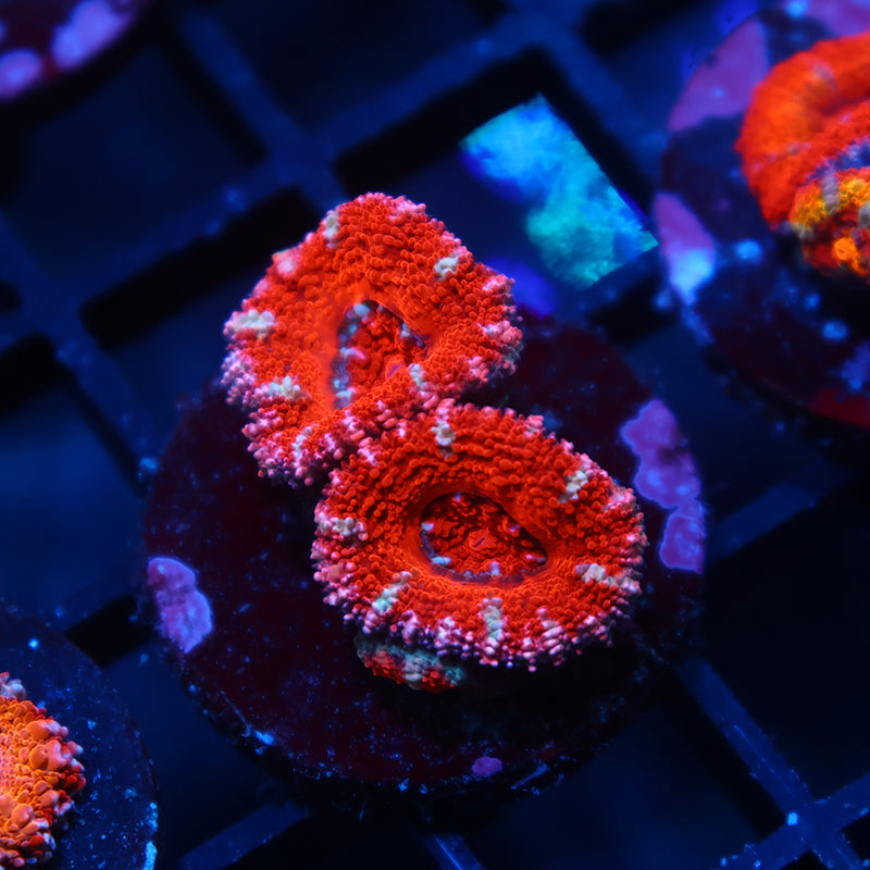 TCK Red Lords