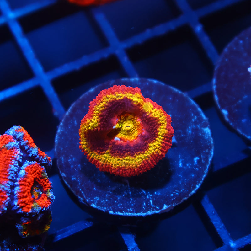 TCK OG Black Hole Sun Acan Lord