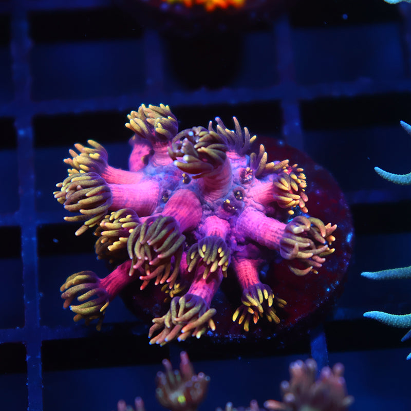 TCK Laffy Taffy Goni