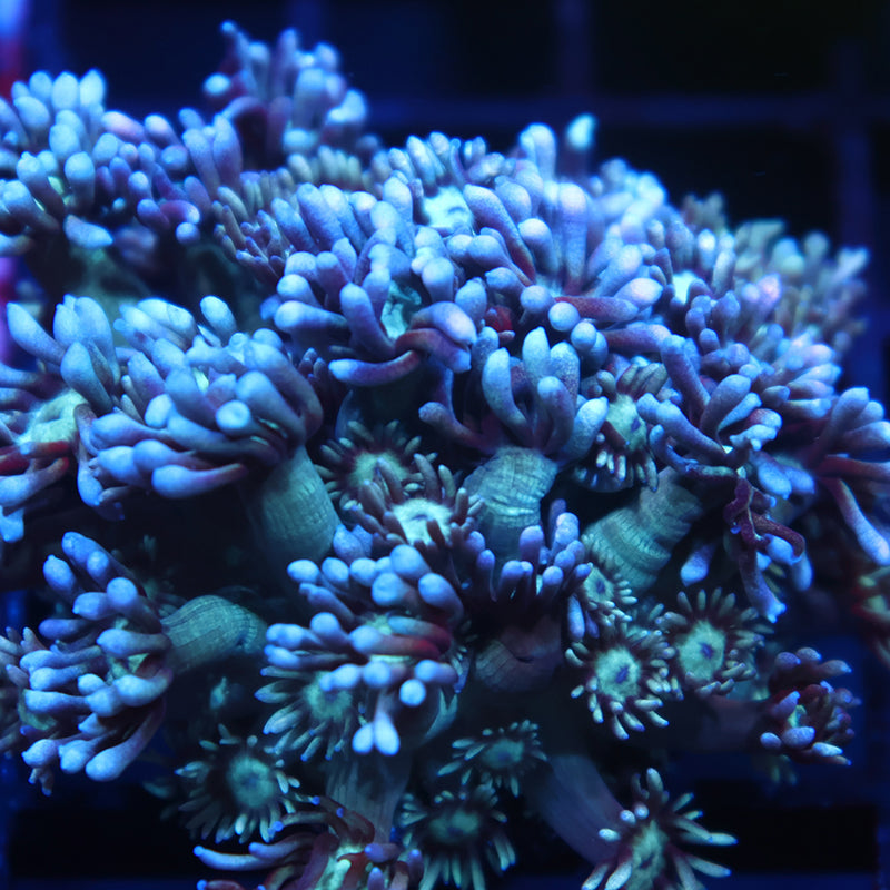 Lg TCK Grape Gumballz Goni