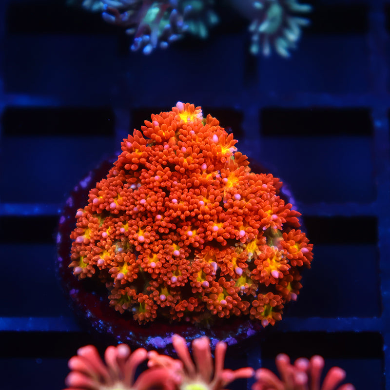 TCK Oddball Goni Bernardpora