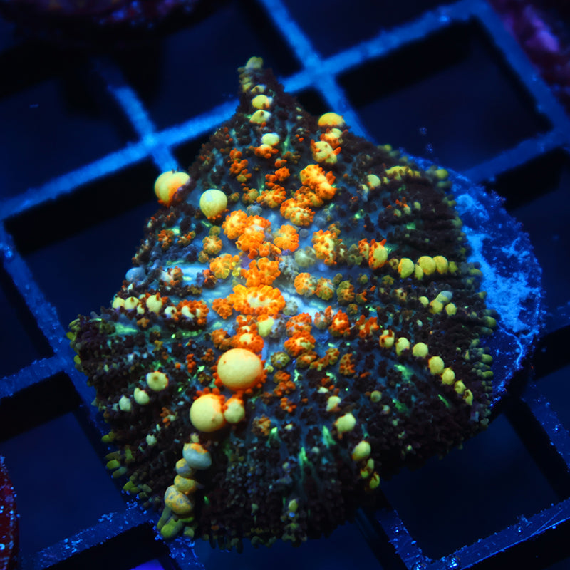 TCK Powerball Bounce Mushroom