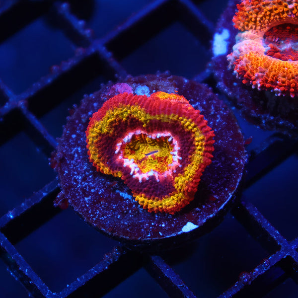 TCK OG Black Hole Sun Acan Lords