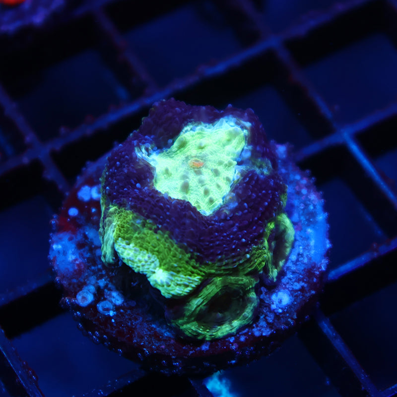 TCK Master Bowerbanki Green Side