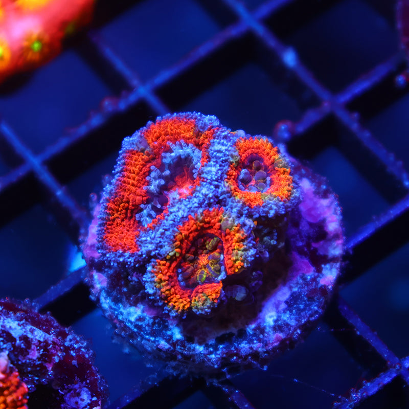 TCK Rainbow Red Acan Lord