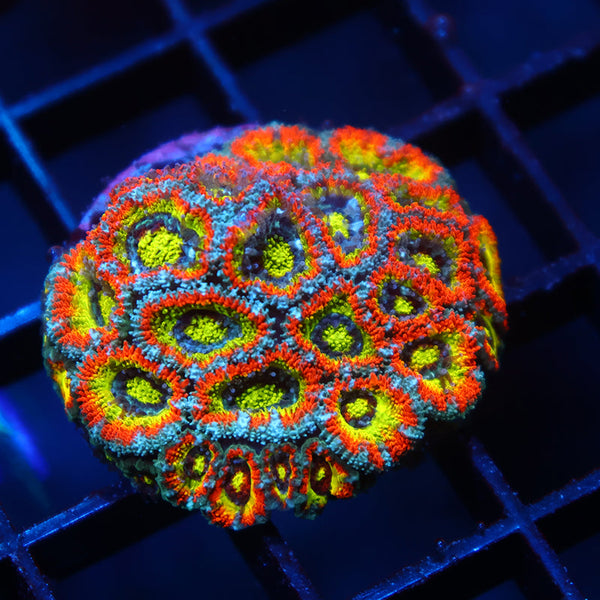 Lg TCK HG Micromussa