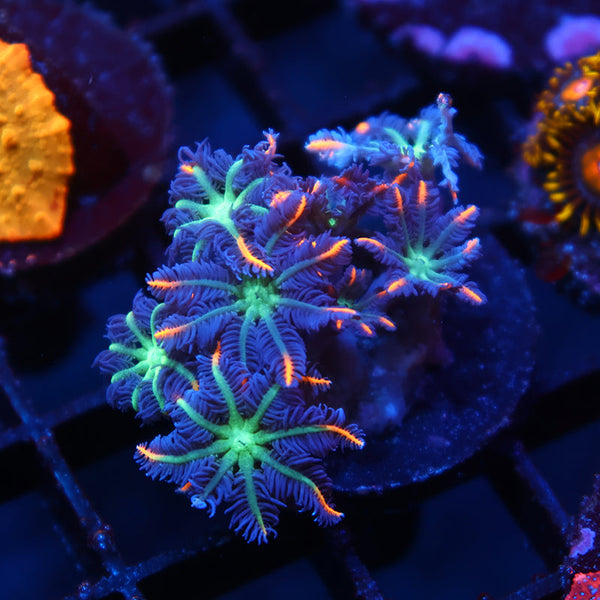 TCK Fireworks Cloves