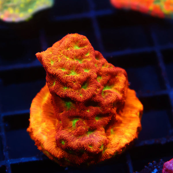 JF Jack-O-Lantern Lepto