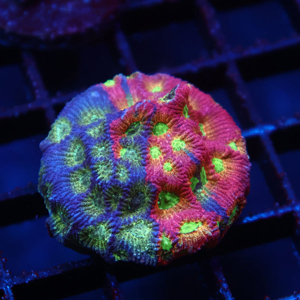 JF Dayglo Favia