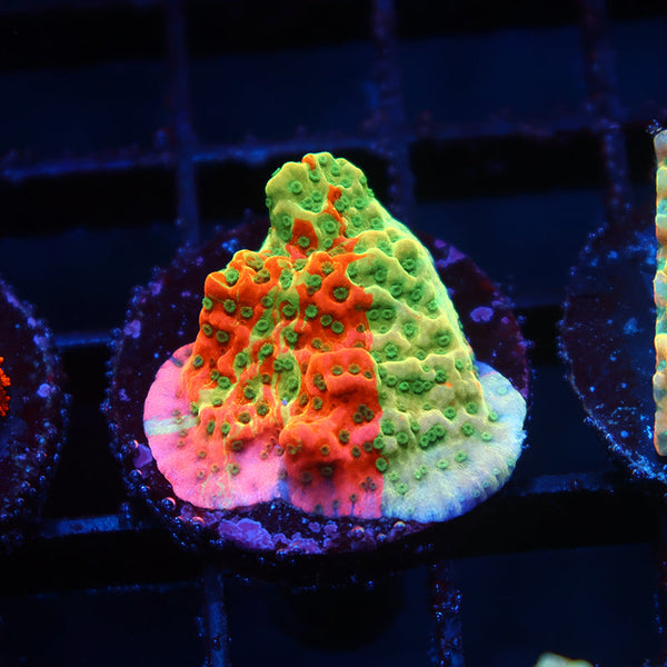 TCK Grafted Cherry Tree Monti