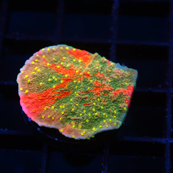 WWC Grafted Sunfire Cap