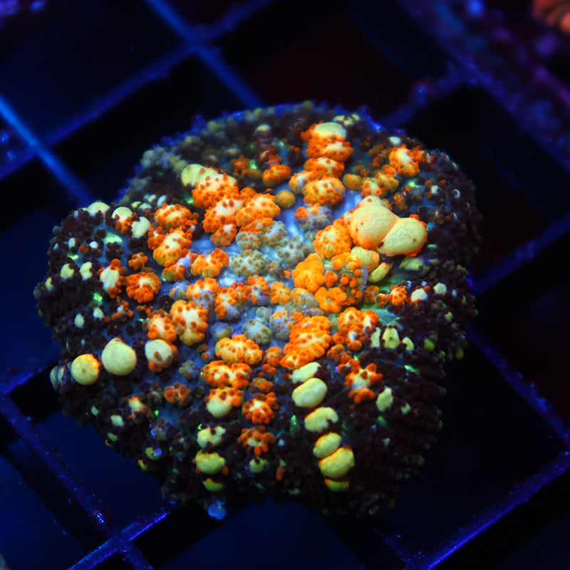 TCK Powerball Bounce Mushroom