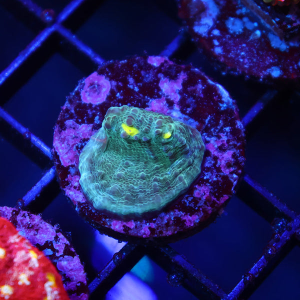 TCK Whirly Pop Chalice Blue/Green