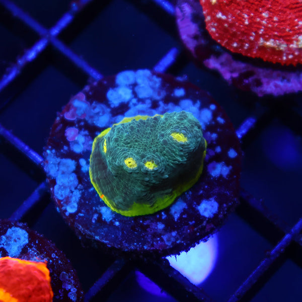 TCK Rainbow Flamethrower Blue Side