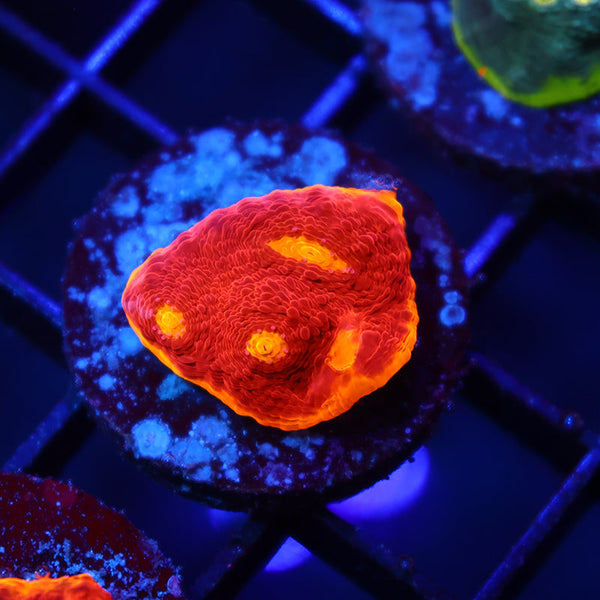 TCK Flamethrower Chalice