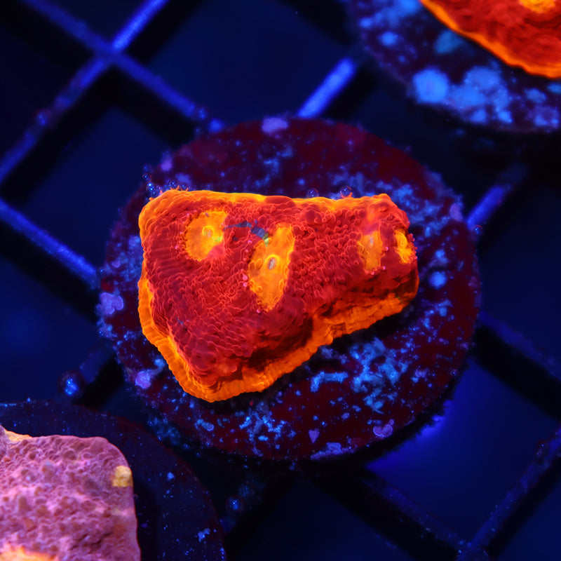 TCK Ultimate Rainbow Chalice Red Side