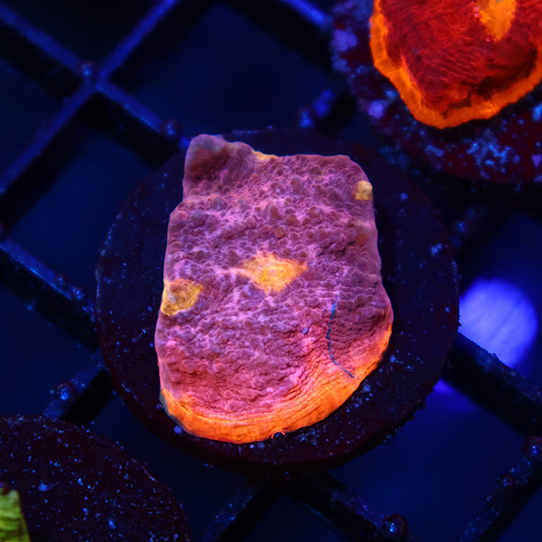 TCK Sunrise Rim Chalice