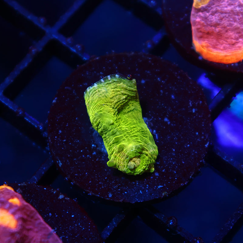 TCK Sour Tie Dye Chalice Green Side