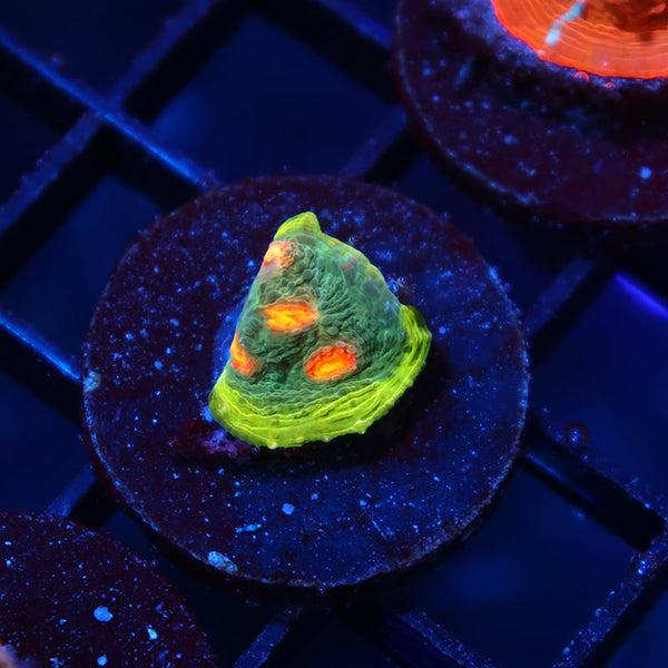 WWC Touchdown Chalice