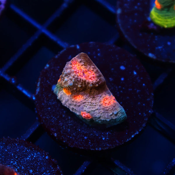 OG Purple Urkel Chalice