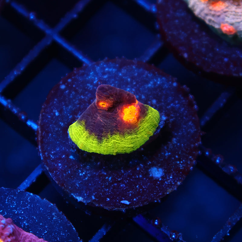 JF Crazy Fox Chalice