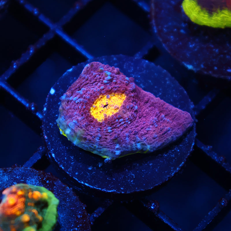 TCK 5 Color Watermelon Chalice