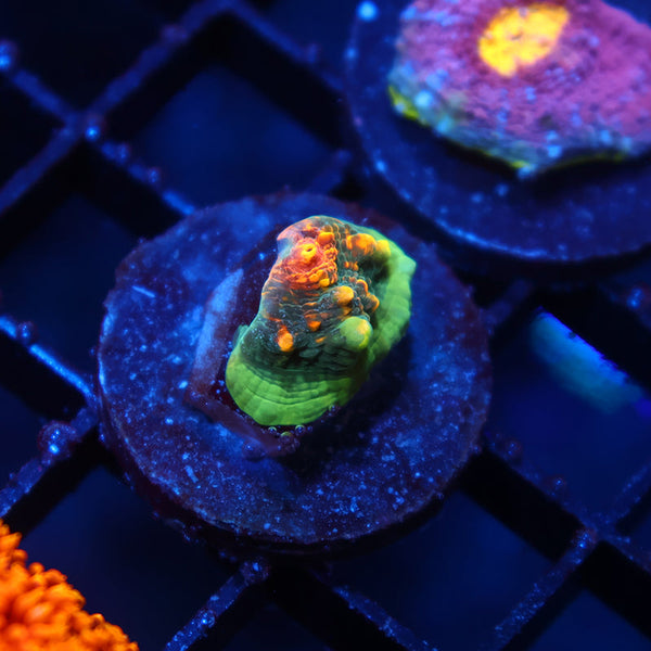 TCK Bella's Mermaid Chalice