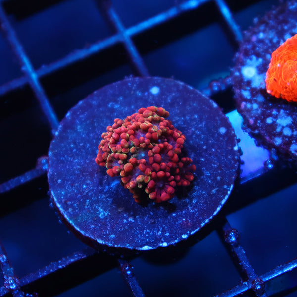 BSA Game Over Alveopora