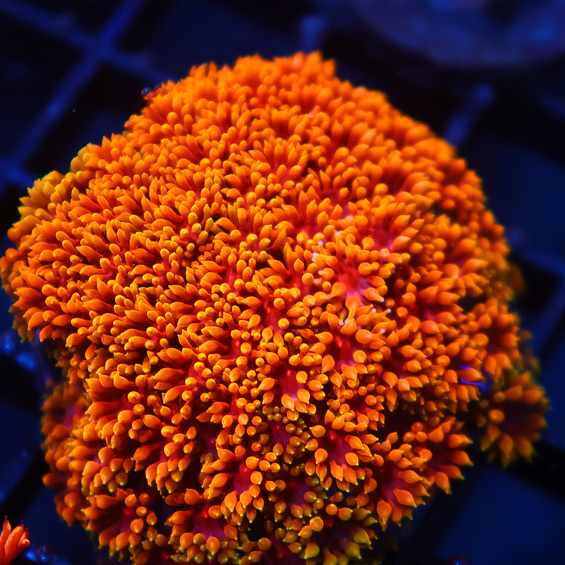 TCK Rainbow Crunch Goni Bernardpora