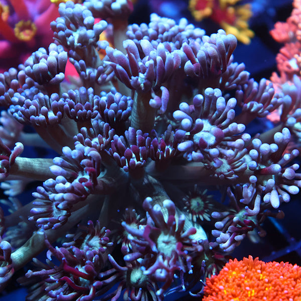 Lg TCK Grape Gumballz Goni