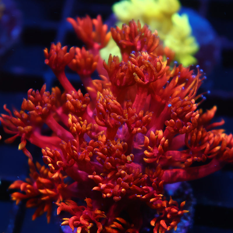 TCK Insane Flame Tips Goni