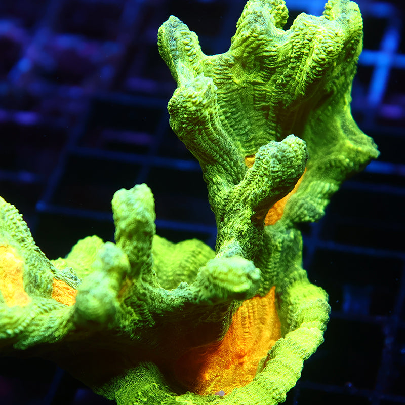 Lg Space Invader Pectinia