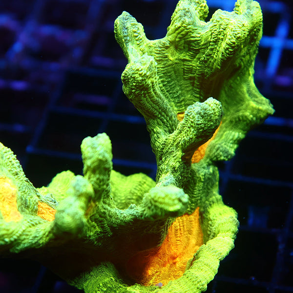 Lg Space Invader Pectinia