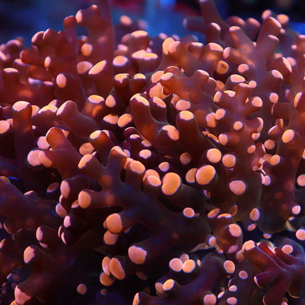 TCK Branching Gold Frogspawn