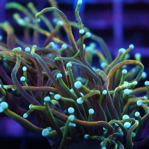 TCK Indo Tamer Torch