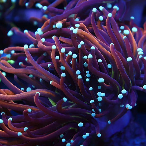 TCK White Tips Indo Gold Torch