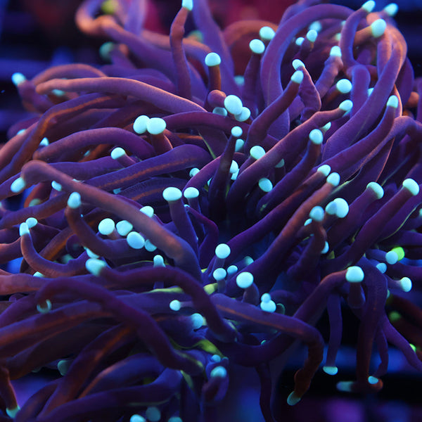 TCK White Tips Indo Gold Torch