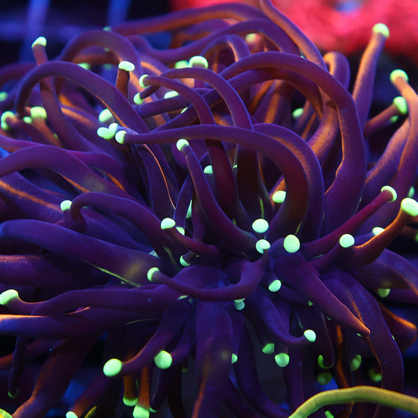 TCK Tank Spawned Light Bulb Gold Torch