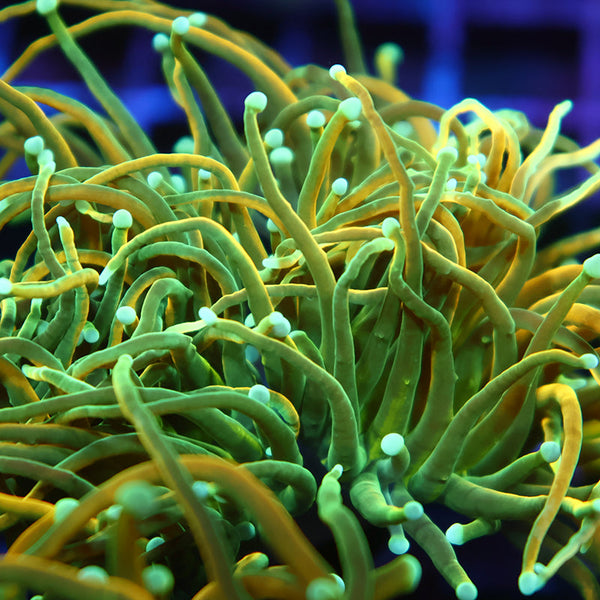 TCK Lightning Bolt Torch