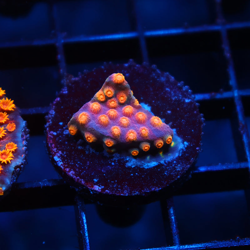 ARC Monet's Madness Cyphastrea