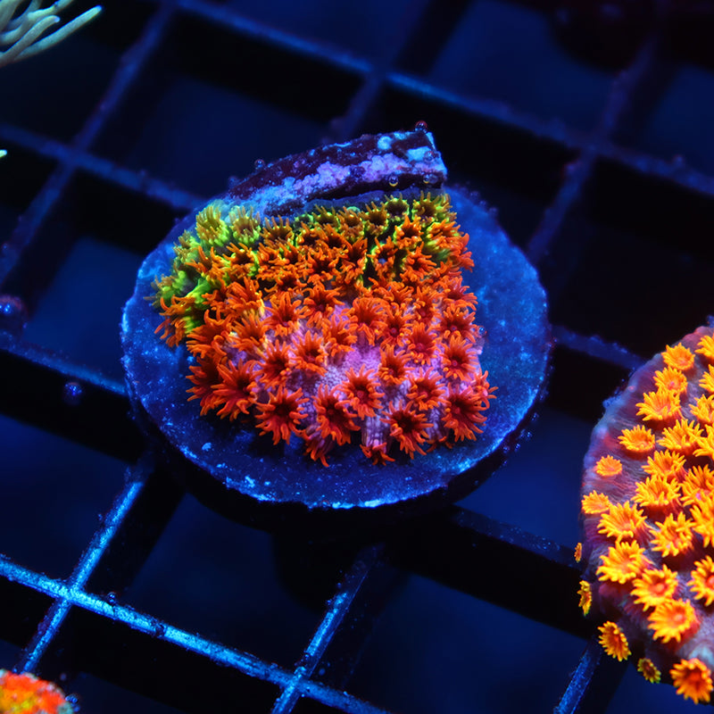 Skittles Bomb Cyphastrea