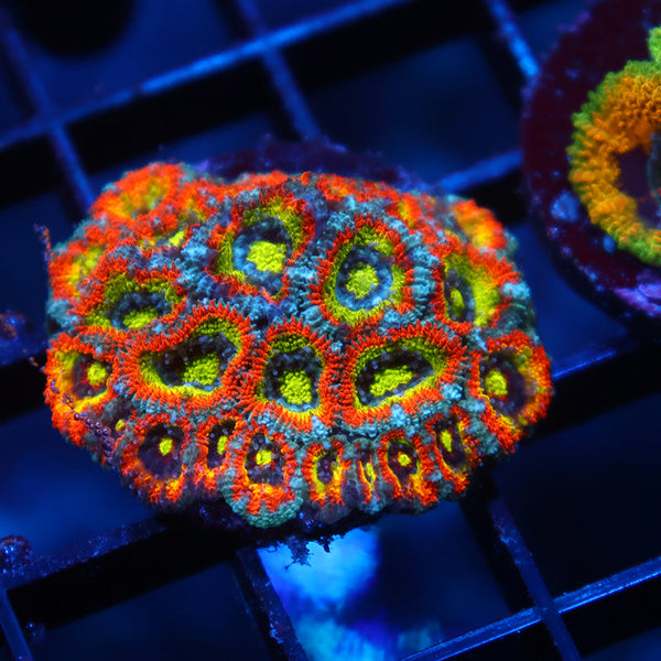 Lg TCK HG Micromussa