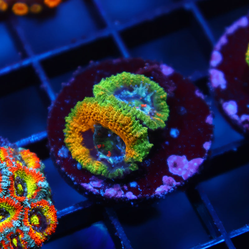 TCK OG Mardi Gras Acan Lord