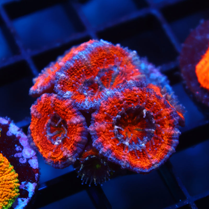 TCK Rainbow Acan Lord