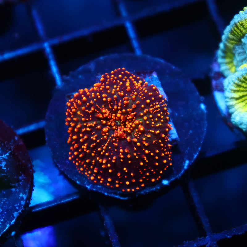 TCK Interstellar Mushroom