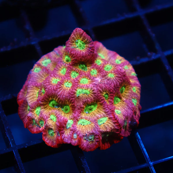 JF Dayglo Favia