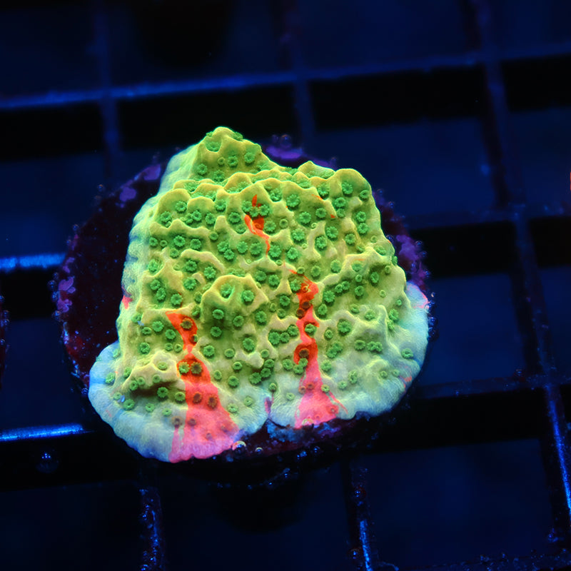 TCK Grafted Cherry Tree Monti