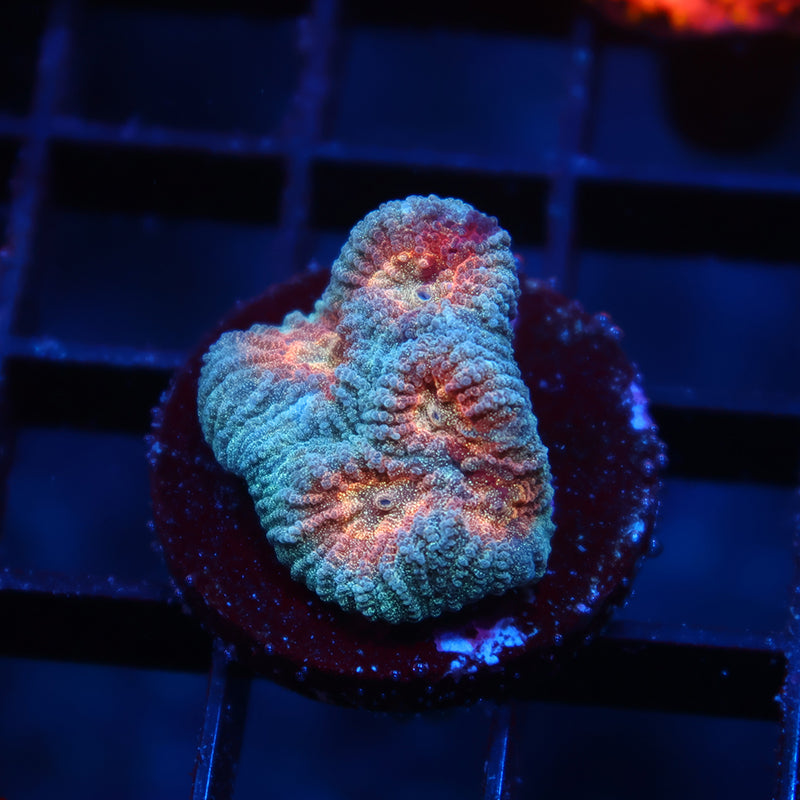 TCK Baby's Breath Favia