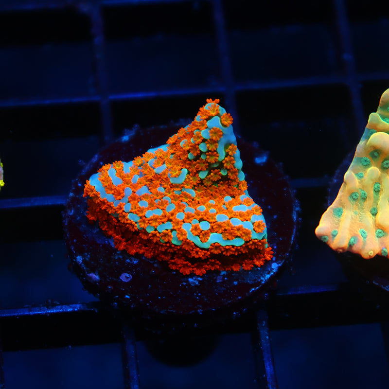 TCK Rainbow Roads Monti