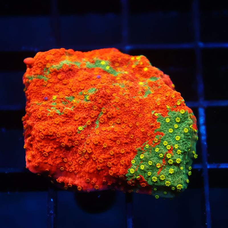 WWC Grafted Sunfire Cap